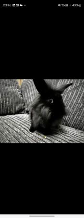 Image 1 of Male Black and grey lion head rabbit 6 months old with hutch