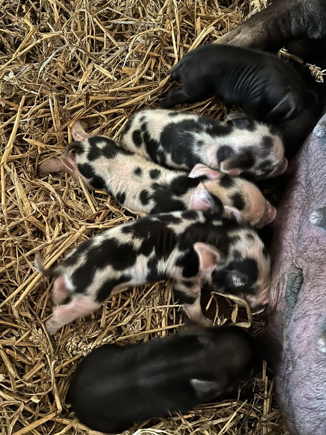 Preview of the first image of Kune Kune Sow and piglets for sale.