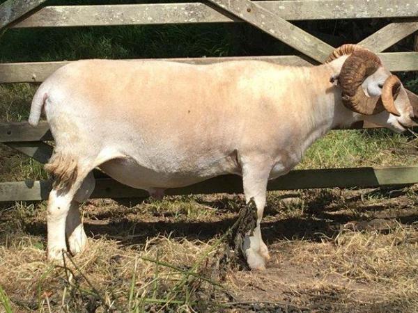 Image 1 of Wiltshire Horn 3-year old ram