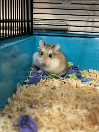 Image 4 of 3 dwarf roborovski hamster looking for new home