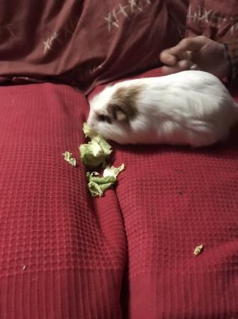 Image 6 of Make and female Guinea pigs looking for loving homes