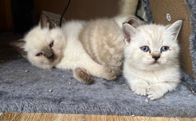 Image 17 of British Shorthair colourpoint kittens READY NOW