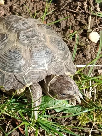 Image 5 of 7 year old Horsfield tortoise