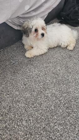 Image 1 of Maltipoo girl Still available
