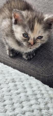 Image 8 of British Shorthair Kittens 9 weeks old