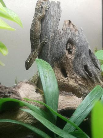 Image 1 of Mourning geckos hachlingd and semi adults for sale.