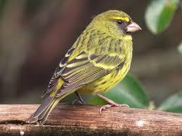 Image 1 of Wanted  Canaries for my aviary. Different colours