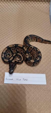 Image 1 of Royal/ball python hatchling. Lesser, Fire and Wild Type