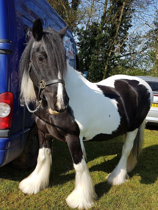 Preview of the first image of Sharer wanted for 14.2 hh cob.