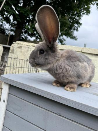 Image 1 of Beautiful friendly continental giant rabbits