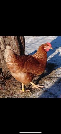 Image 3 of Brown Lohmann Hens For Sale