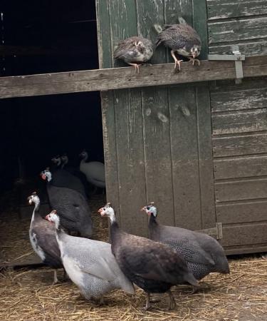 Image 2 of Guinea Fowl Poults and Hatching Eggs
