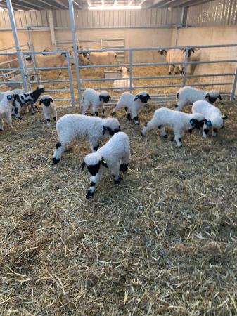 Image 6 of Valais Blacknose Ewe Lambs available