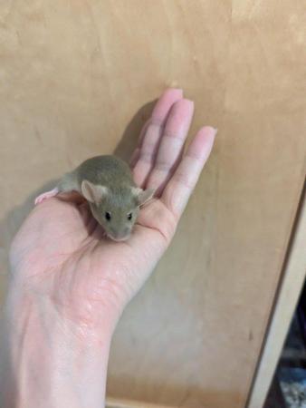 Image 2 of 6 Week old tame Mice. Pets or breeding