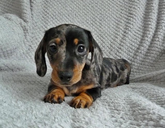 Preview of the first image of Ready Now KC Registered Miniature Dachshund Puppies.