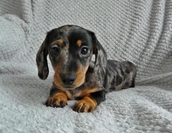 Image 1 of Ready Now KC Registered Miniature Dachshund Puppies