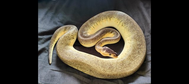 Image 2 of Royal python morphs for sale