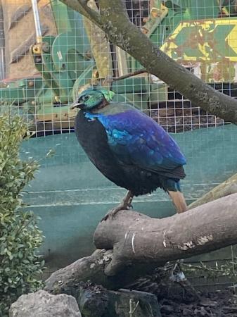 Image 1 of Pair of Himalayan Monals for sale
