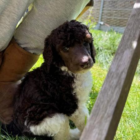 Image 10 of Gorgeous Brown Parti Standard Poodle Puppies Ready Now
