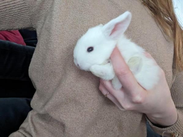 Image 4 of Gorgeous, friendly blue eyed white Mini Lop Buck Bunnies