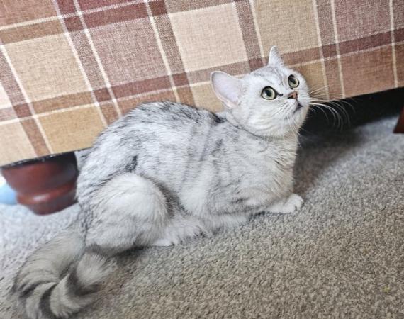 Image 2 of Stunning British Shorthair Kittens