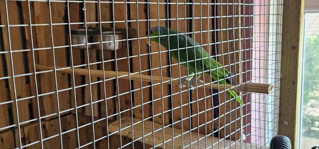Image 6 of Male & Female Lilac Crowned Amazon Parrots For Sale