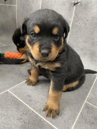 Image 18 of KC registered Rottweiler puppies ready to leave