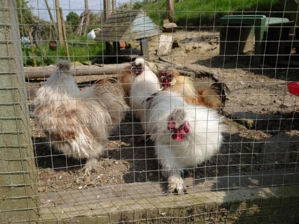 Image 6 of Silkie Mini Cockerel Growers forsale