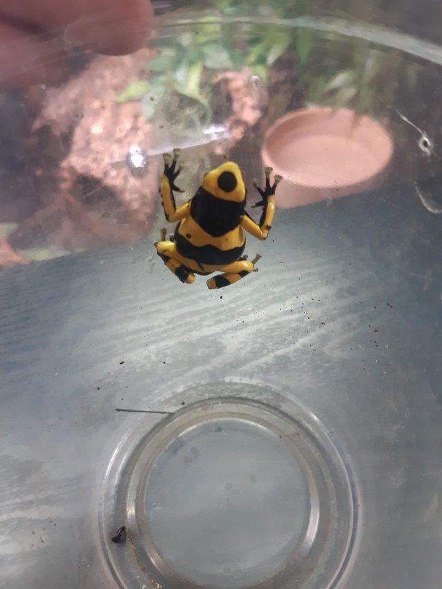 Preview of the first image of Female Dendrobates leucomelas available.