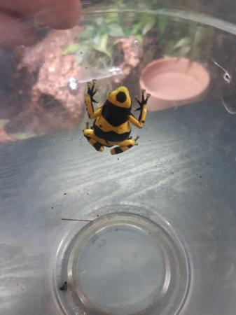 Image 2 of Dendrobates leucomelas available