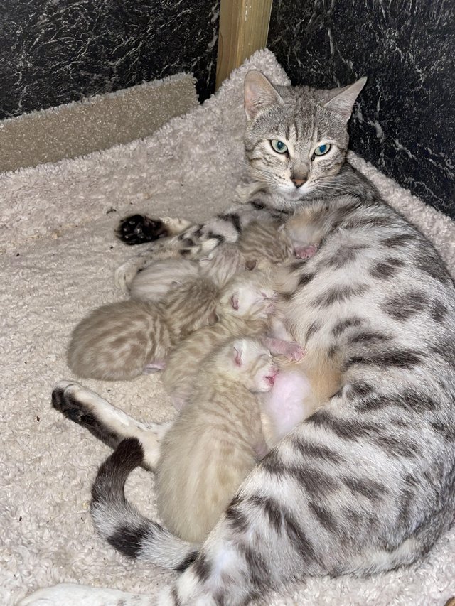 Preview of the first image of Beautiful Snow Bengal Kittens.