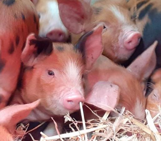 Image 1 of Weaner pigs - Oxford Sandy and Black