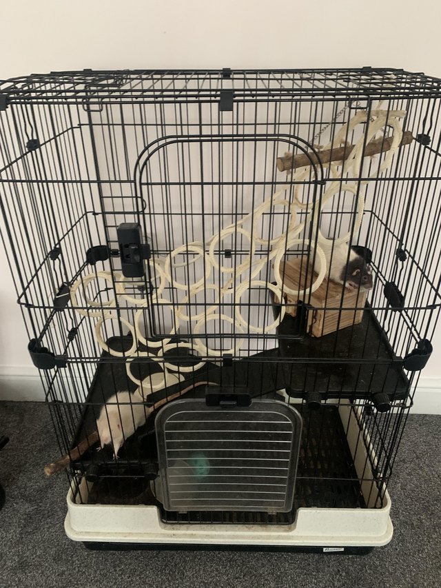 Preview of the first image of 2 x pet friendly rats for sale with large cage.