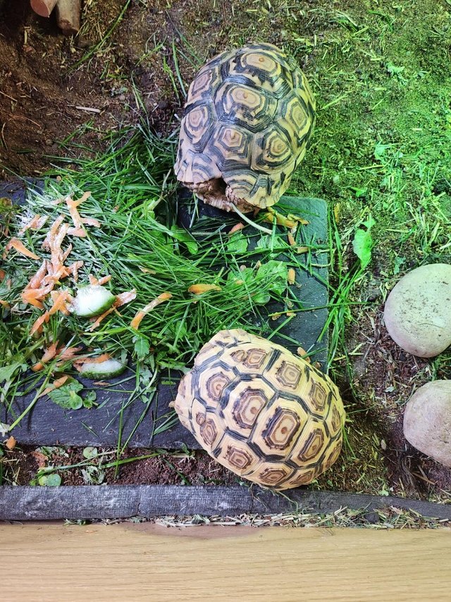 Preview of the first image of 2 Leopard tortoises, 2-3 years old, Hertfordshire.