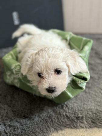 Image 8 of Pure breed small Maltese puppies