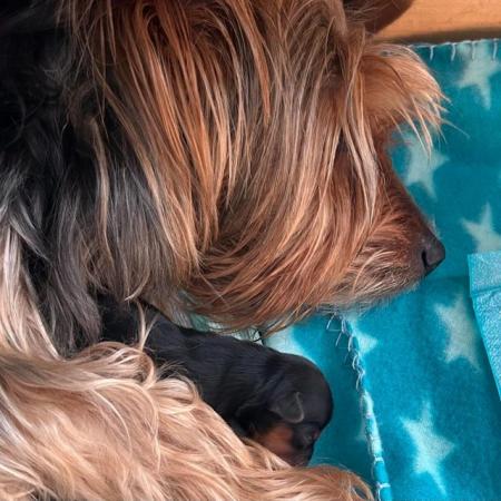 Image 4 of Five beautiful Yorkshire Terrier puppies for sale