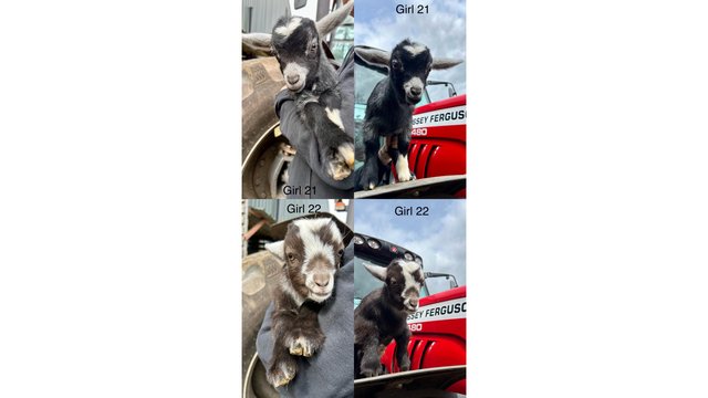 Image 12 of Stunning Pygmy Goat Nanny kids for sale