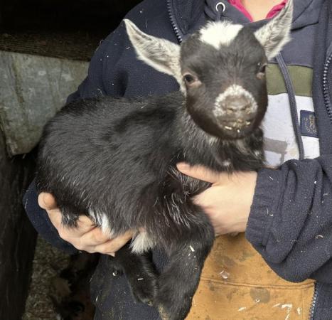 Image 3 of Quality Pygmy goats available. Adults and 2024 born