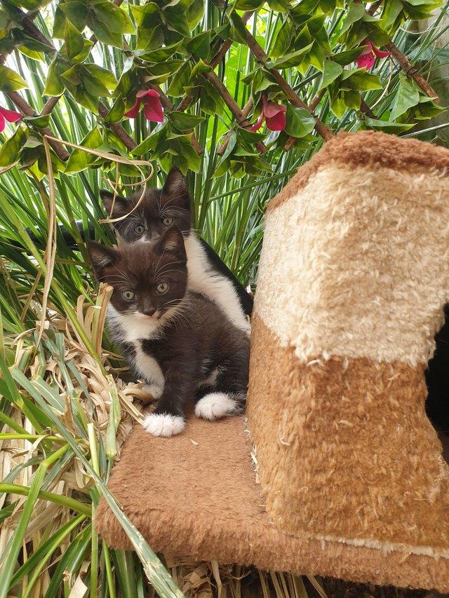 Preview of the first image of Lovely and playful Kittens ready for new home.