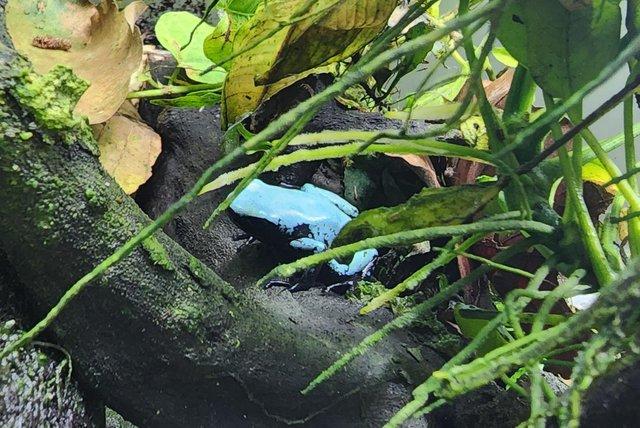 Preview of the first image of Adelphobates Galactonotus "Blue" Froglets.