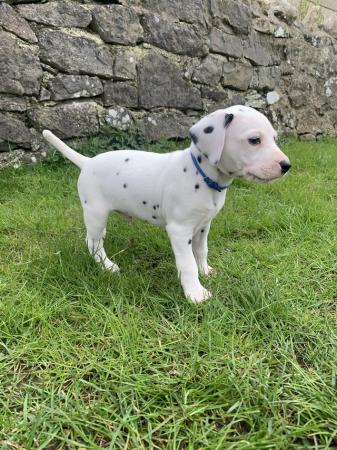 Image 3 of KC registered Dalmatian Puppies