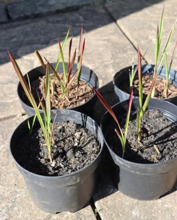 Image 2 of JAPANESE BLOOD GRASS  easy to grow and hardy