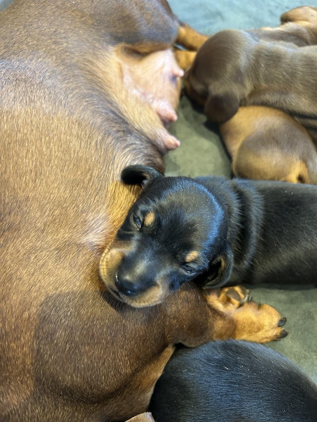 Preview of the first image of KC Reg Mini Dachshund Smooth Haired.