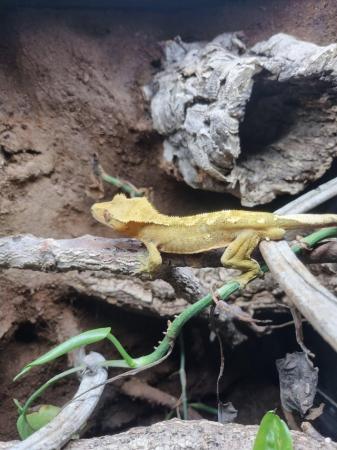 Image 5 of Dalmation Crested Gecko