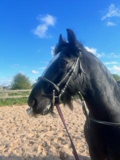 Image 3 of Handsome black cob for loan!  Perfect for summer fun