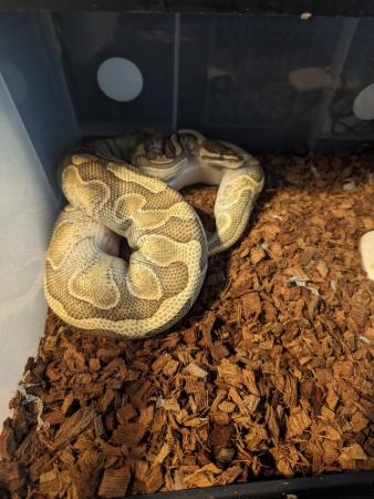 Image 4 of *Reduced* Butter Enchi Ball Python - Royal over 2 years old
