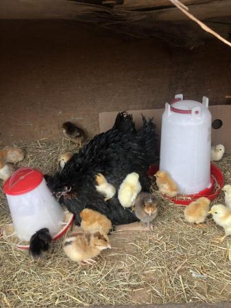 Image 1 of 1 day old chicks mix breed for sale