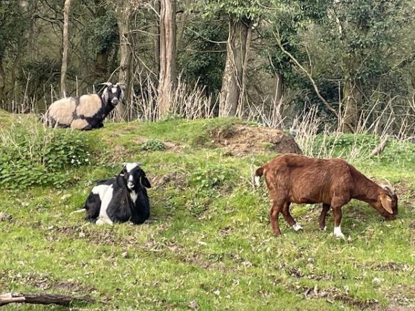 Image 2 of Three Friendly female breeding goats