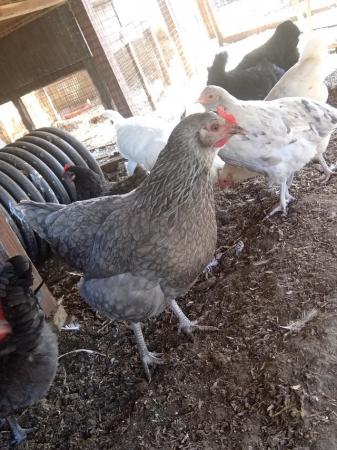 Image 2 of Laying hens for sell 7 month oth old