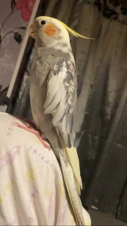 Image 3 of MUCH LOVED MALE COCKATIEL